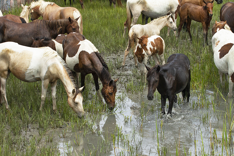 Chincoteague Wild Ponies : Richard Moore : Photographer : Photojournalist